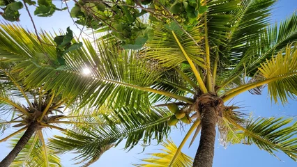 Deurstickers Palme im Sonnenlicht © Wolfram