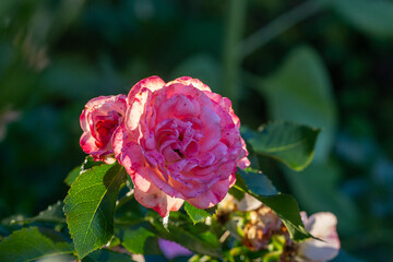 Blooming pink rose flower macro photography on a sunny summer day. Garden rose with pink petals close-up photo in the summertime. Tender rosa floral background.	
