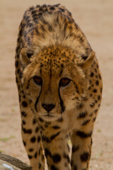 Cheetahs of Africa
