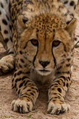 Cheetahs of Africa