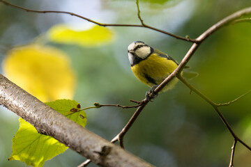 Blue Tit (Parus caeruleus) close up, tiny bird.