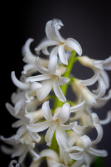 close up of hyacinth