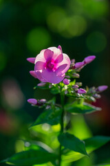 Fototapeta premium Blooming pink phloxes macro photography on a summer sunny day. Purple phlox little flowers close-up photo in the summer garden. A flowering plant in sunlight with pink petals floral background.