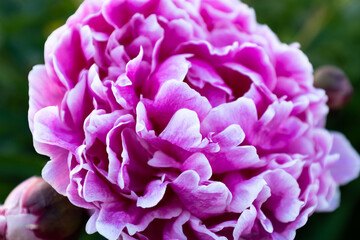 Pink peony bud, close-up. Bright congratulation on the holiday. Big peony with petals for publication, poster, calendar, post, screensaver, wallpaper, banner, cover. High quality photo