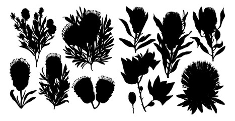 Banksia silhouettes