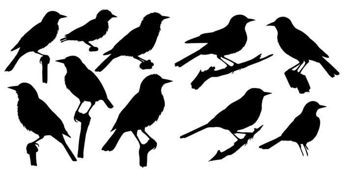 Baltimore oriole bird silhouettes