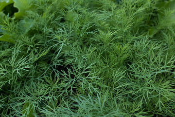Fototapeta na wymiar Background from young dills. Fresh fennel. Green dill plants for publication, design, poster, calendar, post, screensaver, wallpaper, postcard, banner, cover, website. High quality photo