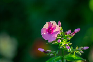 Blooming pink phloxes macro photography on a summer sunny day. Purple phlox little flowers close-up photo in the summer garden. A flowering plant in sunlight with pink petals floral background.