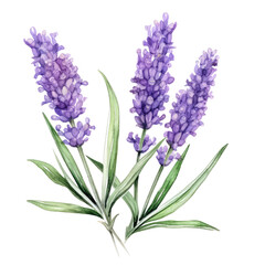 Fototapeta premium lavender