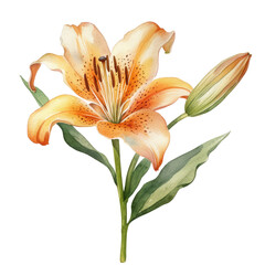 Fototapeta premium lily