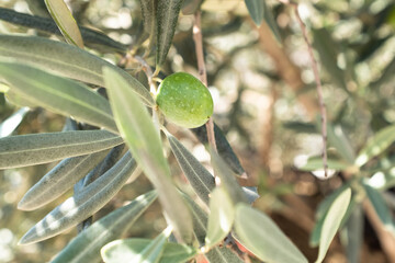 A single green olive grow on the branch olive tree, close-up. Olive background for publication,...