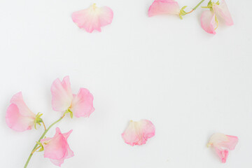 Delicate pink leaves on white background isolated.  Minimal abstract background for product presentation. Spring and summer.