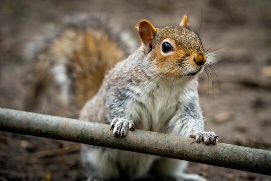 Adorable little Eastern gray squirrel perched atop a metal pole, front paws gently gripping a branch