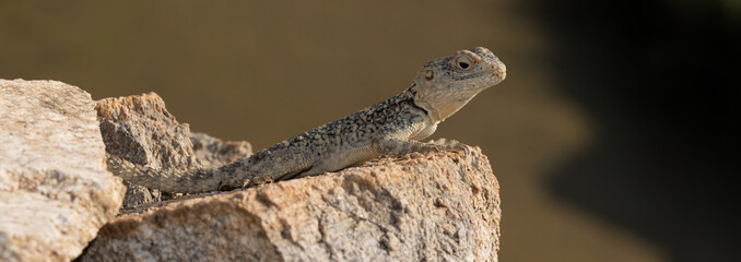 Hardun lizard (Laudakia stellio)