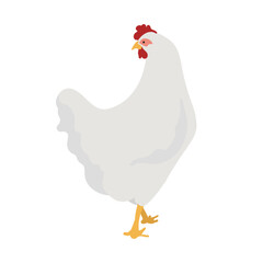 White Leghorn Chicken