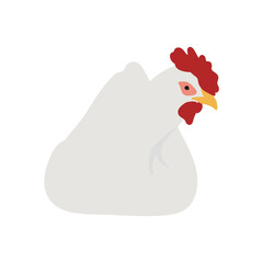 White Leghorn Chicken