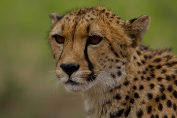 Cheetahs of Africa