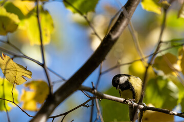 Great tit small bird autumn close up at the branch.