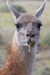Fototapeta premium A lama eating in patagonia national park