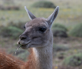 A lama in Patagonia national park. 