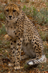 Cheetahs of Africa