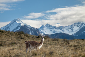 A lama in Patagonia national park. 