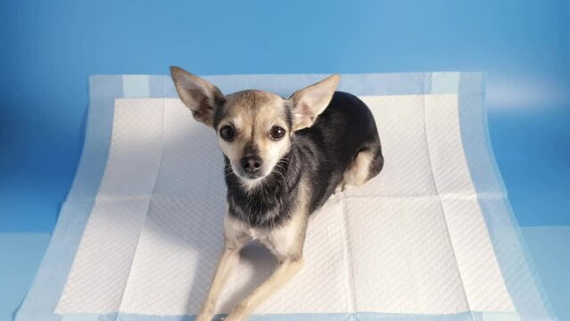 dog nappy, cute pet on an absorbent diaper pad on blue background