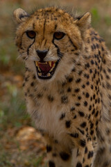 Cheetahs of Africa