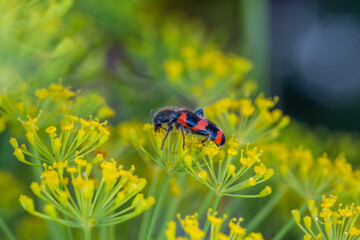 A beetle sits on a green leaf macro photography in the summer. A Trichodes apiarius bug sits on a thin leaf of a plant. Wildlife landscape with black and orange insect close-up on a green background.