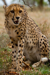 Cheetahs of Africa