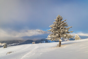 Snowy spruce in the foreground of the winter landscape at sunny day. The Mala Fatra national park in northwest of Slovakia, Europe.