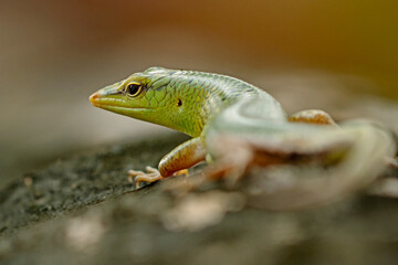 Fototapeta premium Emerald Tree Skink, Smaragdgrüner Glanzskink (Laprolepsis smaragdina)