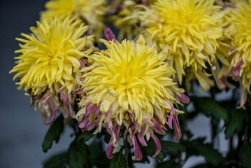 A closed-up picture of a flower in the garden in Autumn