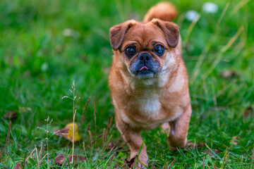 Eddie - tiny happy old dog adopted from the shelter.