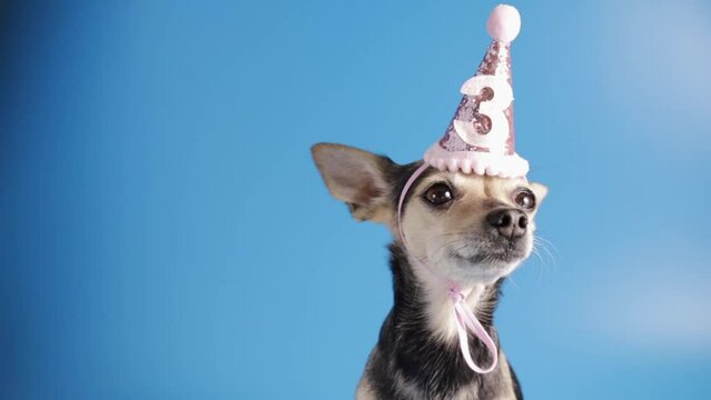 Dog birthday party, festive decorations, joyful pet, funny pet in birthday hat on blue background