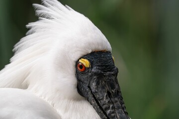 Royal Spoonbill Closeup Portrait