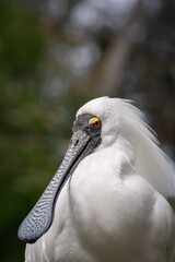 Royal Spoonbill Portrait