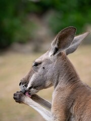 Kangaroo set against a out of focus background