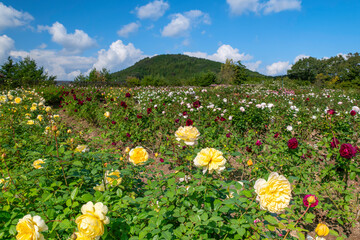 世羅高原花の森の庭園