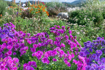 世羅高原花の森の庭園