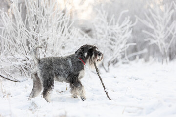 Portrait of a medium sized schnauzer with pepper and salt walking in the winter forest and chewing on a stick
