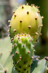 Close up of ripe prickly pears on the cactus plant showing the fine prickly hairs.