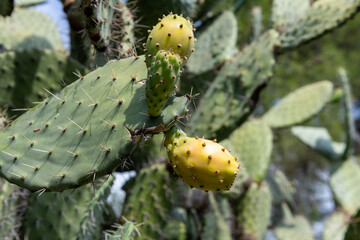 Ripe prickly pears on the cactus plant.