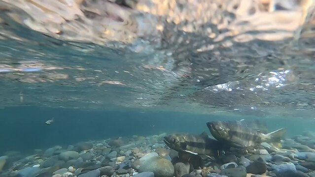 Underwater photography of chum salmon in the Churui River, Shibetsu Town, Hokkaido