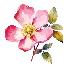 watercolor pink and white dahlia flowers isolated