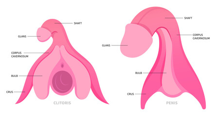 The anatomy of hormones gland organ function in medical - obrazy, fototapety, plakaty