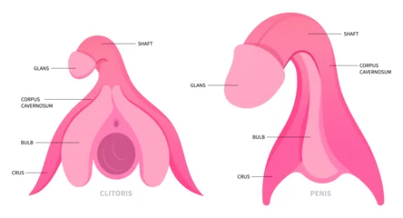 Deurstickers The anatomy of hormones gland organ function in medical © Pepermpron