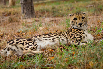 Cheetahs of Africa