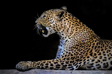 leopard in front of a black background