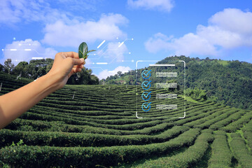 Tea leaves are harvested by farmer and inspect for the best quality before put into production...